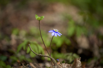 Hepatica nobilis - Common Hepatica, liverwort, kidneywort, pennywort, Anemone hepatica, Nature