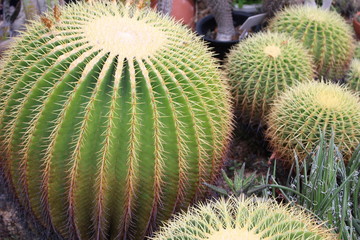 cactuses　サボテン