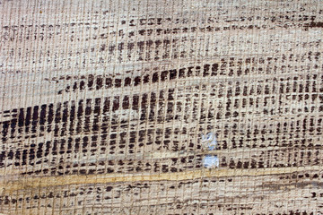 beautiful texture tree trunk section