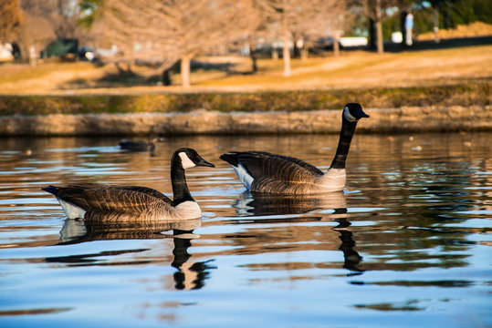 Two Geese in Pond