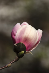 Flower of magnolia