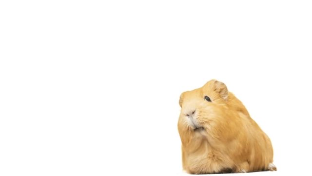 guinea pig says on a white background