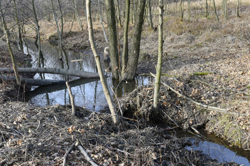 Beaver Dam