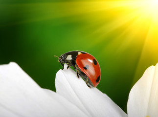 Obraz premium Ladybug and flower
