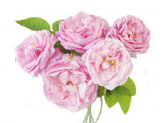 Rose flowers bunch isolated on white background