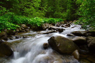 Mountain river in the green forest