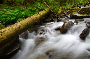 Mountain river in the green forest