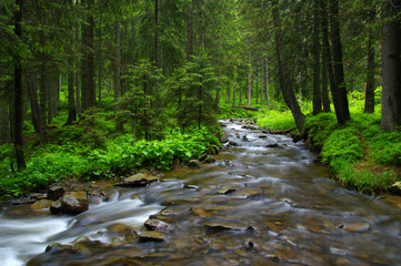 Mountain river in forest.