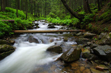 Mountain river in forest.