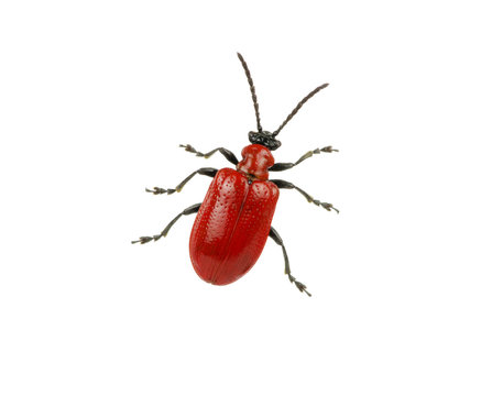 red beetle on a white