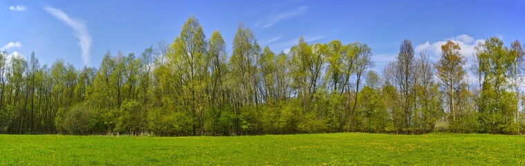 Fototapeta premium Wald Panorama, Frühling