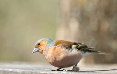 A Sparrow sitting on a bench