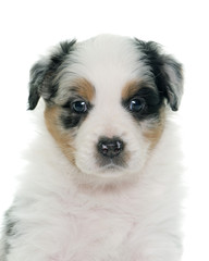 puppy australian shepherd