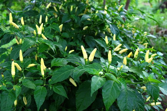 Road signt and around in the Philippines with nature