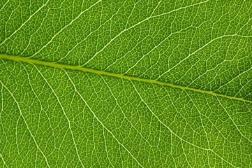 Obraz premium green leaf texture