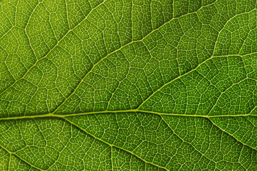  green leaf texture