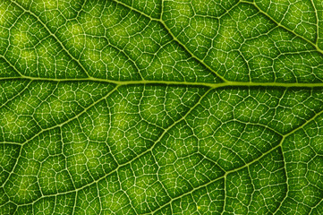  green leaf texture