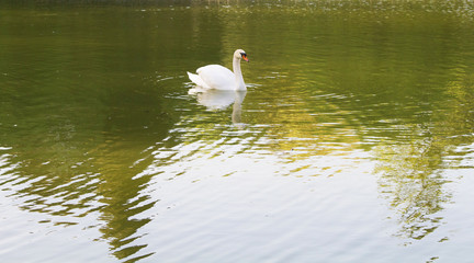 Swan at artificial lake at park in Istanbul
