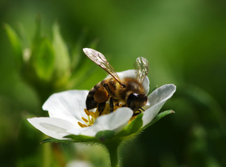 Bee on the flower