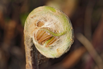 close up young leaf of fern Osmunda regalis