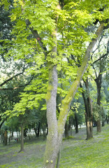 Juglans Nigra (Eastern Black Walnut) at park in Istanbul