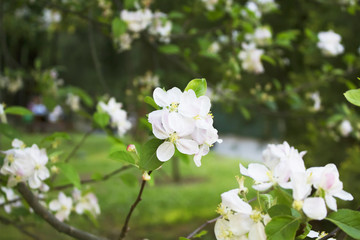 Paoenia Lactifolia at Yildiz park in Istanbul