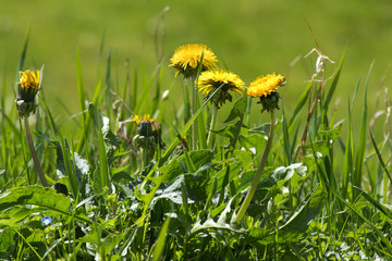 Fototapeta premium chwast na trawniku, mniszek lekarski z żółtymi kwiatami