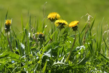 Papier Peint photo Lavable Dent de lion mauvaises herbes dans la pelouse, pissenlit à fleurs jaunes