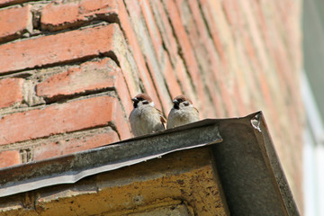 красивые птицы