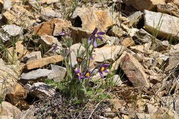 Eine gewöhnliche Küchenschelle