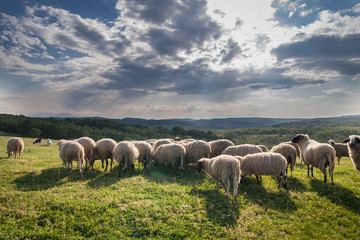 Troupeau de moutons paissant sur une belle prairie de montagne