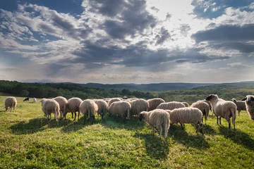 Papier Peint photo Lavable Moutons Troupeau de moutons paissant sur une belle prairie de montagne