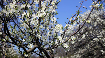 Kirschbaumblüte
