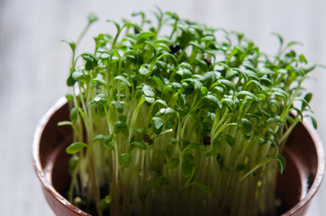 Watercress sprouts in the pot