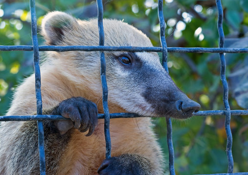 South American Coati