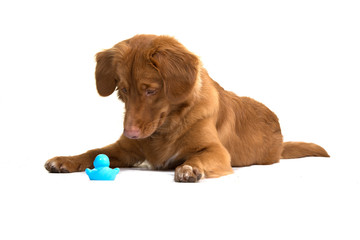 Nova Scotia duck tolling retriever lying down and looking at its toy, isolated on a white background