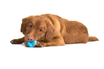 Nova Scotia duck tolling retriever lying down playing with a rubber toy isolated on a white background