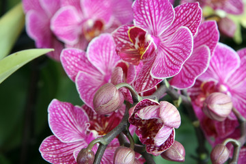Fototapeta na wymiar fiori, orchidea, colore rosa,
