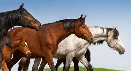 Portrait of mares and foals on studfarm pasture