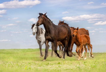 Horse herd run on spring pasture against blue sky