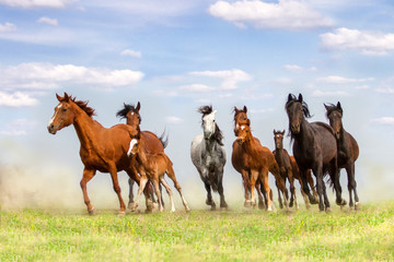 Fototapeta na wymiar Horse herd run on spring pasture against blue sky