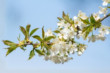 Blüten des Birnbaums / Blossoms of PEAR