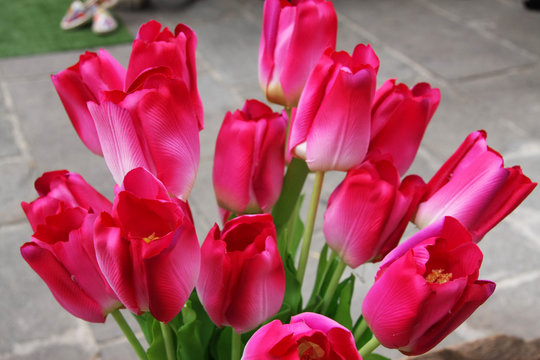 tulipani, fiori rossi, boccioli