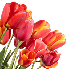 Naklejka premium Flower