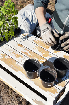 Person planting seedlings in garden