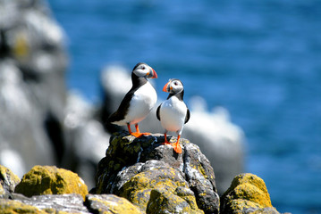 Fototapeta premium Puffins
