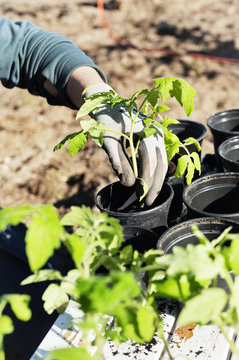 Person planting seedlings in garden