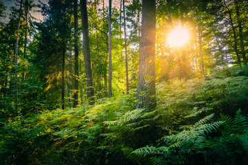 Sunset at UNESCO Biosphere Reserve Palatinate Forest
