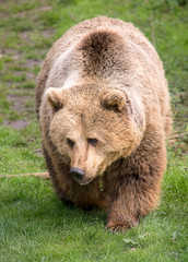 Brown bear in the nature