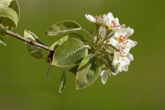 Blüten des Birnbaums / Blossoms of PEAR